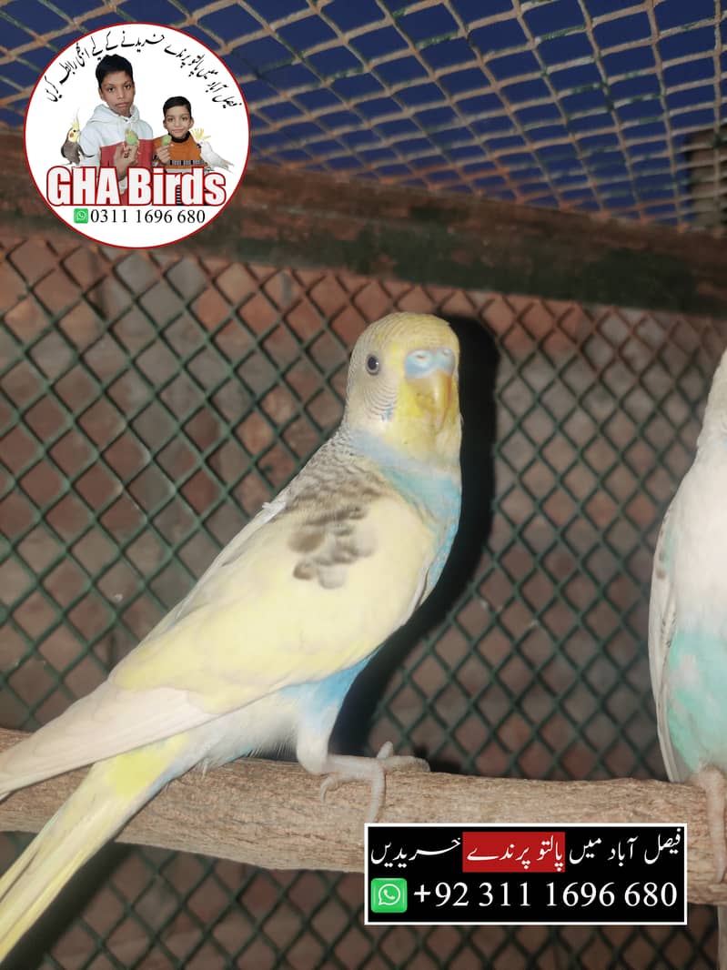 Budgies Available 19