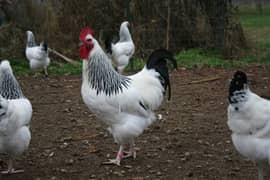 Plymouth,Phoenix,Brahma,Light Sussex,Silkie,eggs & Chicks available