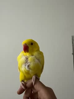 ringneck yellow