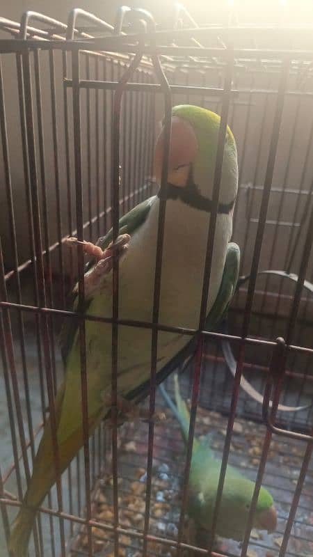 JAMBO SIZE RAW PARROT TALKING MALE 0