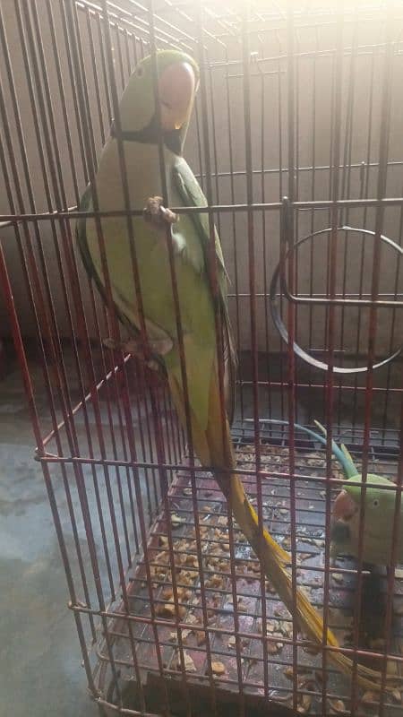 JAMBO SIZE RAW PARROT TALKING MALE 1