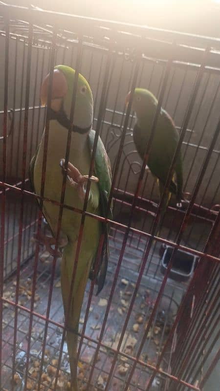 JAMBO SIZE RAW PARROT TALKING MALE 2