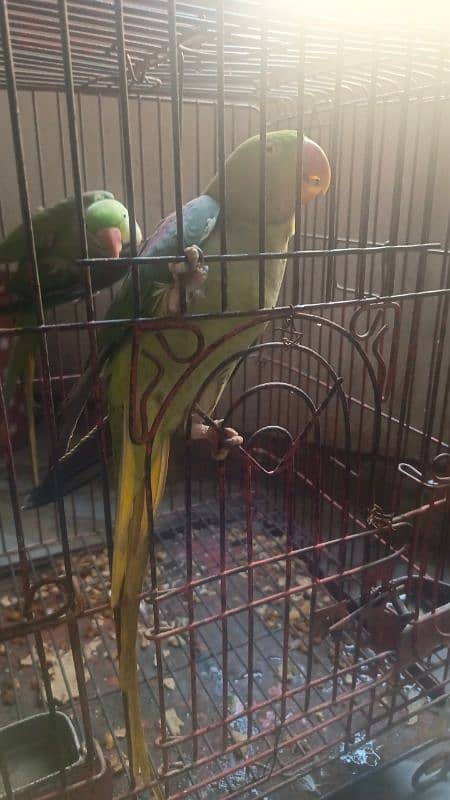 JAMBO SIZE RAW PARROT TALKING MALE 3