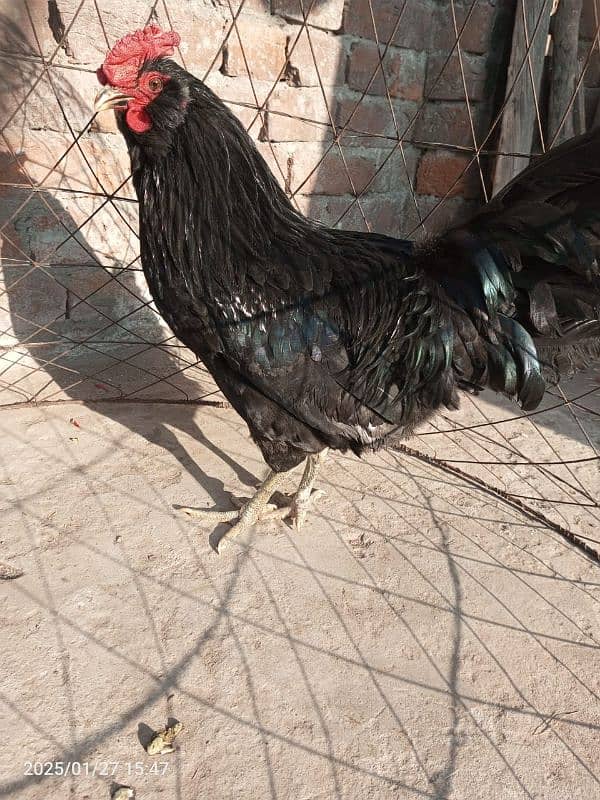 Fancy Rear Breed Americuna blue & green colour eggs & Chiks available 6