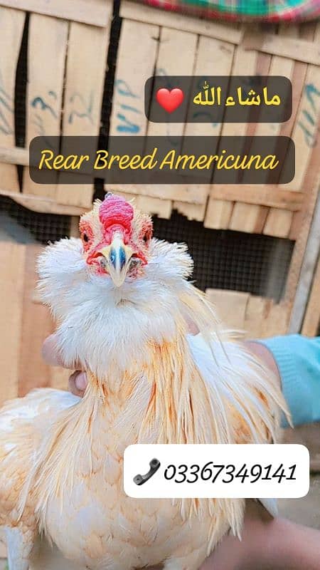 Fancy Rear Breed Americuna blue & green colour eggs & Chiks available 7