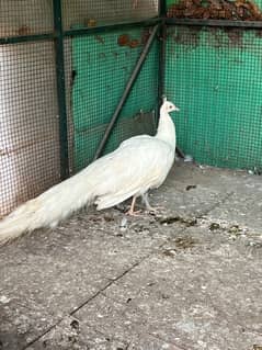 white peacock male for sale