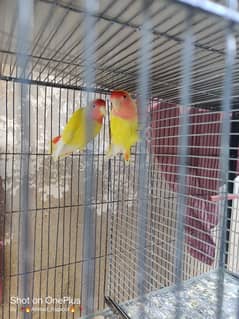 Lotino love bird