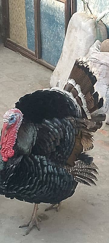 turkey breader pair 4 sale 0