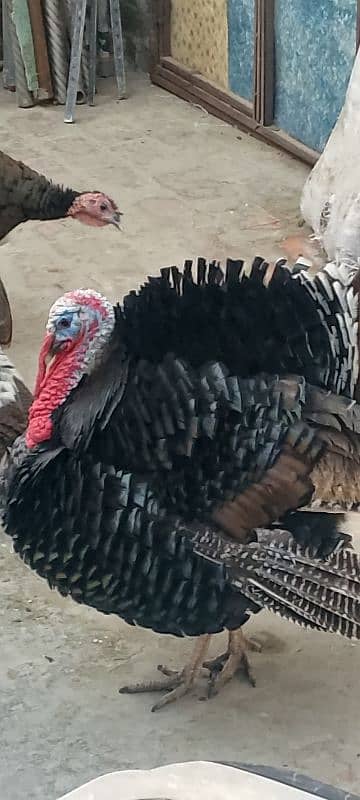 turkey breader pair 4 sale 1