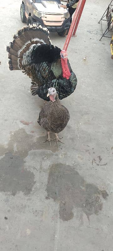 turkey breader pair 4 sale 2