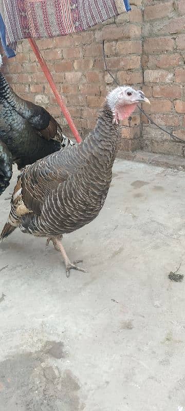 turkey breader pair 4 sale 3