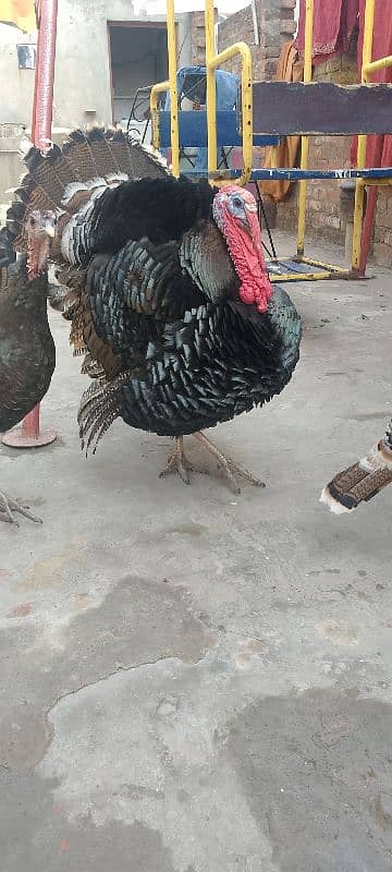 turkey breader pair 4 sale 4