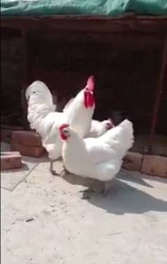 Auatralorp| White Austrolorp| Blue Austrolorp|Heritage Eggs|Rir chicks