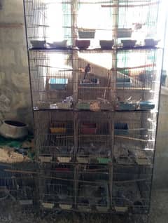 Dove breeding setup