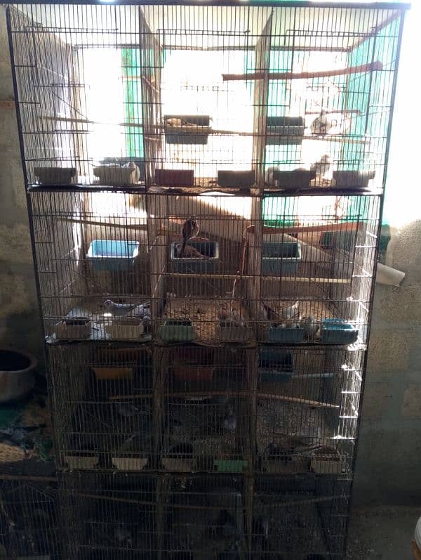 Dove breeding setup 1