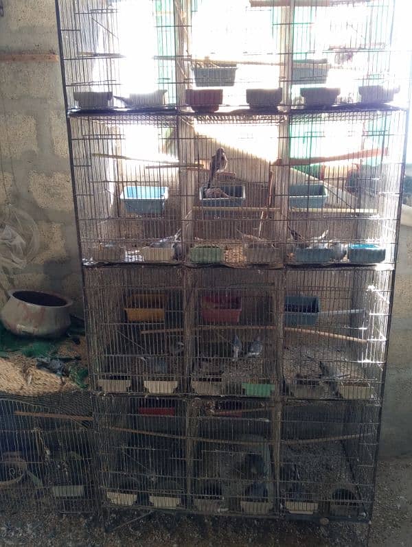 Dove breeding setup 8