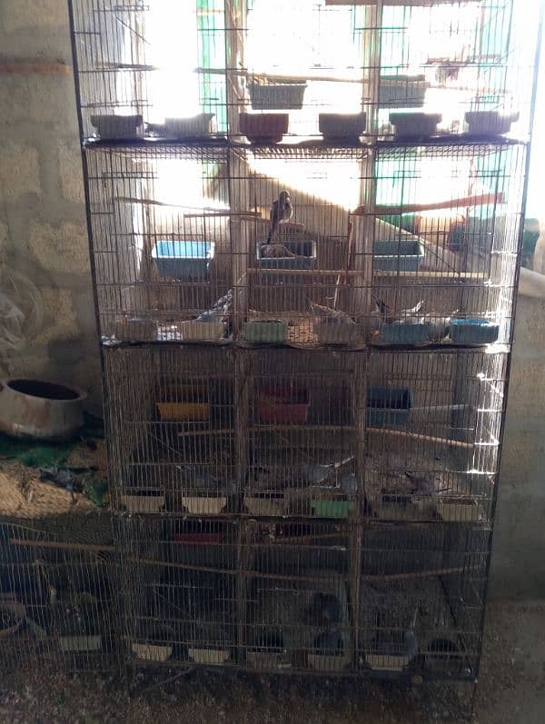 Dove breeding setup 9