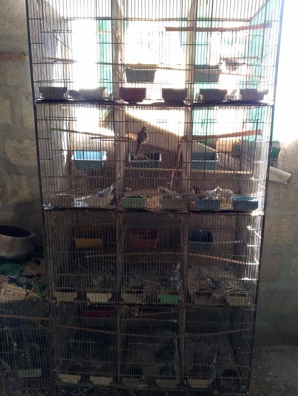 Dove breeding setup 10