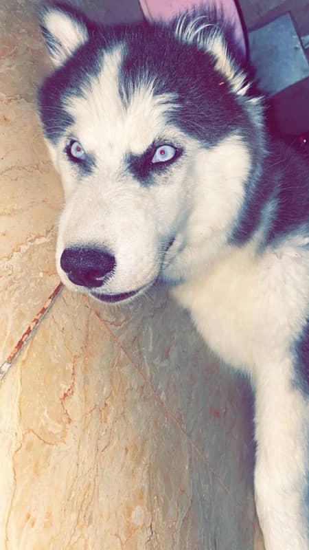 husky One year Tame Dog 0