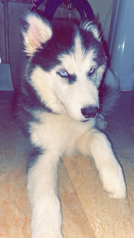 husky One year Tame Dog 1