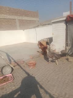 misri murgha with pure desi hen