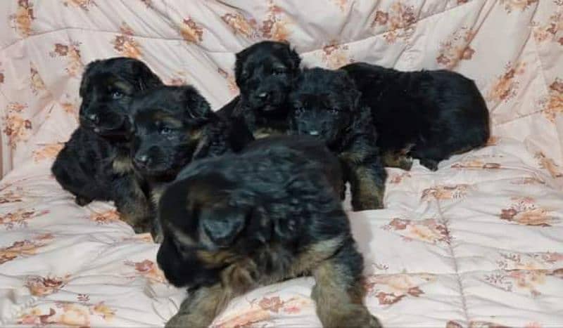 German shepherd long coat healthy puppies urgent for sale 3423937910 5