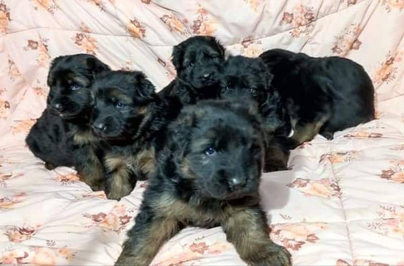 German shepherd long coat healthy puppies urgent for sale 3423937910 6