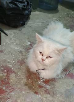 selling Persian cat