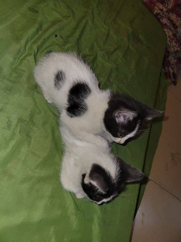 kittens 4