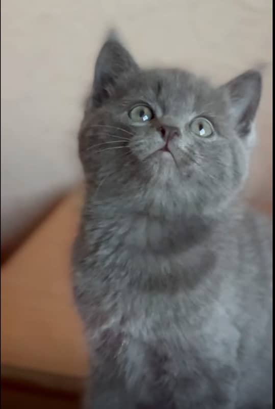 British Shorthair kittens available for import 1