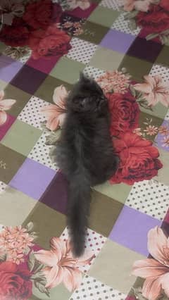 persian cat for sale