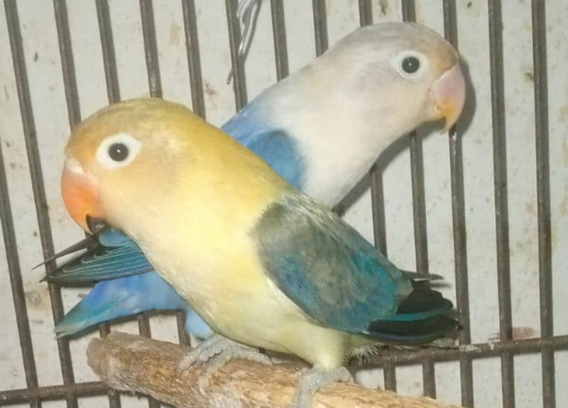 Love birds pair for sale 0