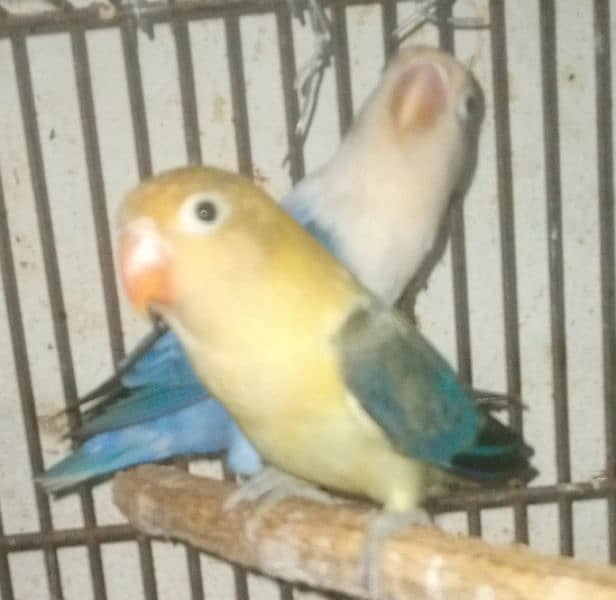 Love birds pair for sale 1