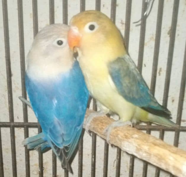 Love birds pair for sale 4