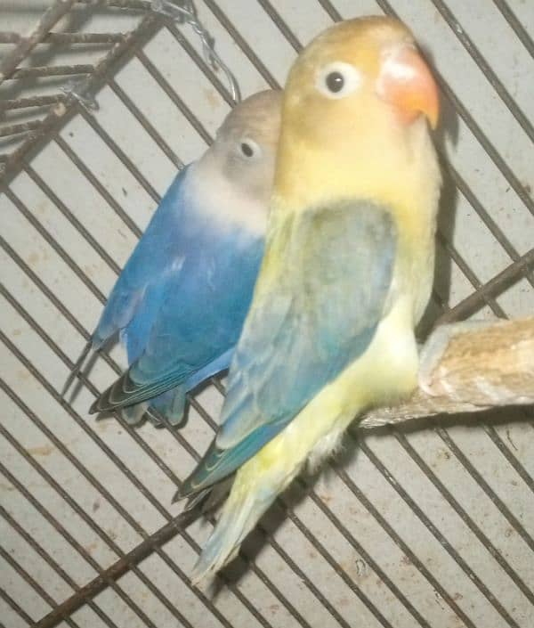 Love birds pair for sale 5