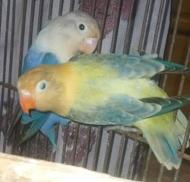 Love birds pair for sale 6