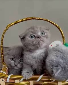 Imported Scottish Fold kitten Available in Pakistan