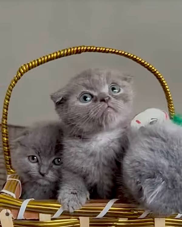 Imported Scottish Fold kitten Available in Pakistan 0