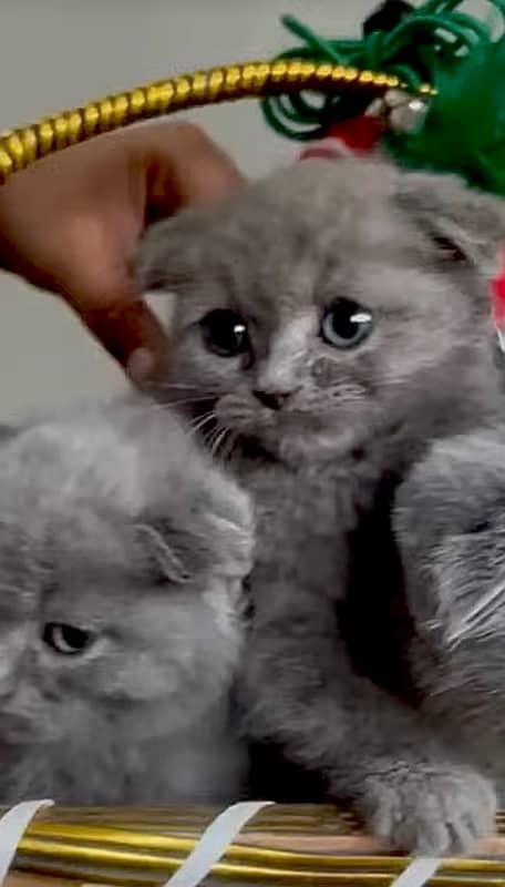 Imported Scottish Fold kitten Available in Pakistan 1