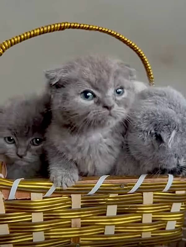 Imported Scottish Fold kitten Available in Pakistan 2