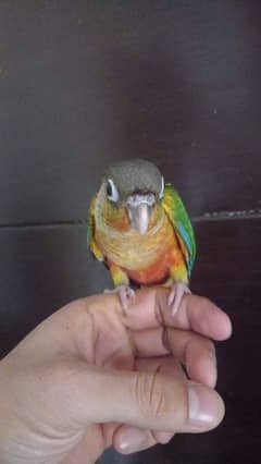 conure