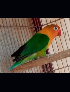 Green Opaline Love bird