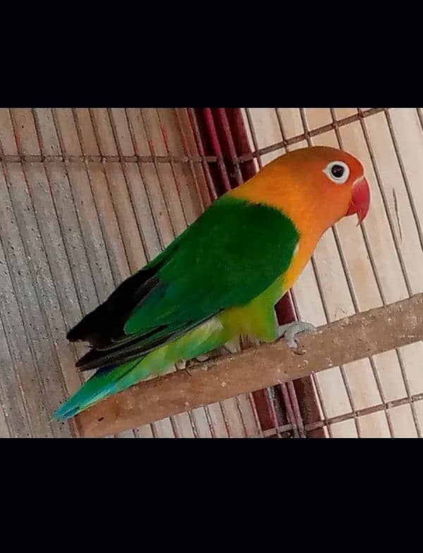 Green Opaline Love bird 0