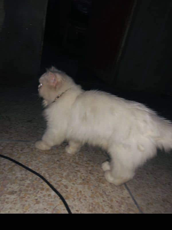 Farine Persin Cat Urgent sale 3