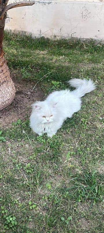 Farine Persin Cat Urgent sale 0