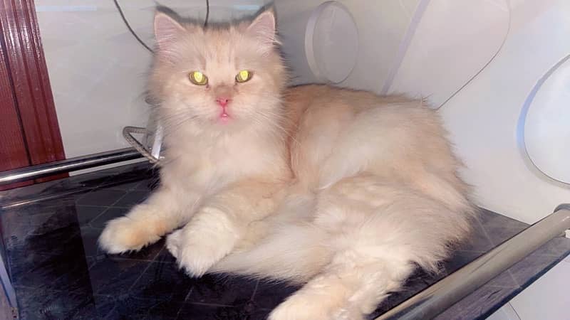 Persian Female Cat 0