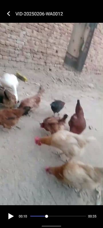 Golden misri murgiya or murga duck checks for sale03220879923 1