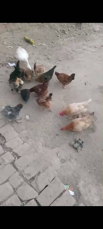 Golden misri murgiya or murga duck checks for sale03220879923 2