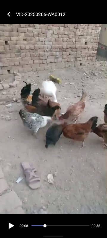 Golden misri murgiya or murga duck checks for sale03220879923 3