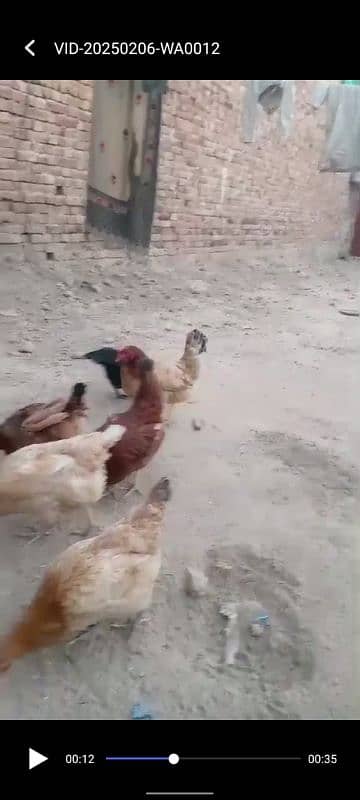 Golden misri murgiya or murga duck checks for sale03220879923 4